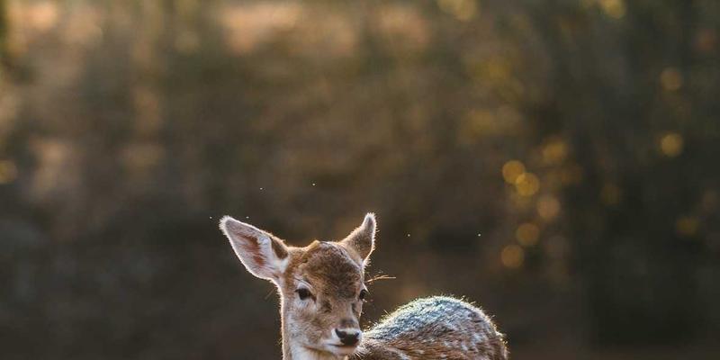 普拉提100：从团体课程到康复训练的全方位身心革命