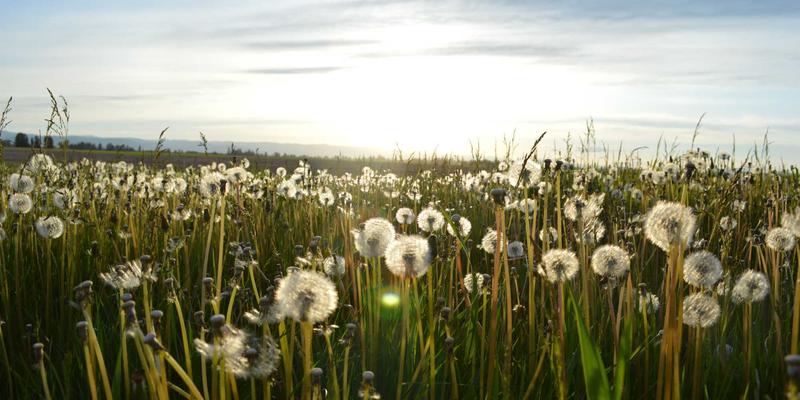 普拉提教练认证深度对比：Balanced Body vs. Polestar，如何选择你的职业路径